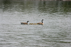 Canada geese & goslings