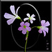 purple shamrock blossoms
