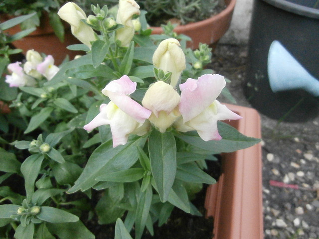 Some new antirrhinum [snapdragons] have opened up at last