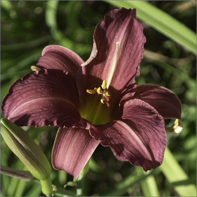 The Last Daylily