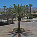 Palm Tree on El Paseo (0186)