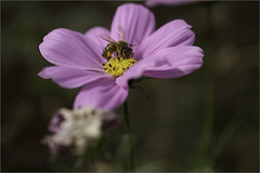 There's a Bee in the Cosmos