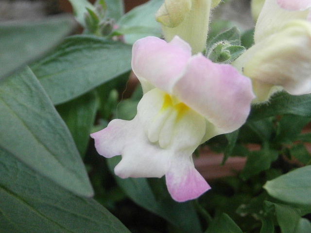 Delicate pink and white snapdragon
