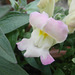 Delicate pink and white snapdragon