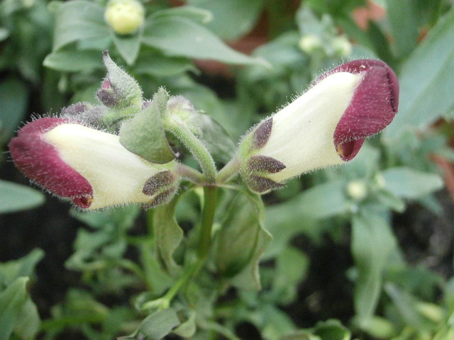 A deep red and white snapdragon