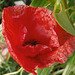 First time I've managed a red poppy