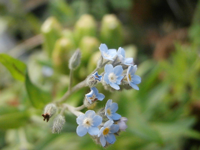 Tiny forget-me-not