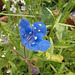 Lovely blue wild flower
