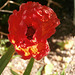 The wonderful papery look of the red poppy