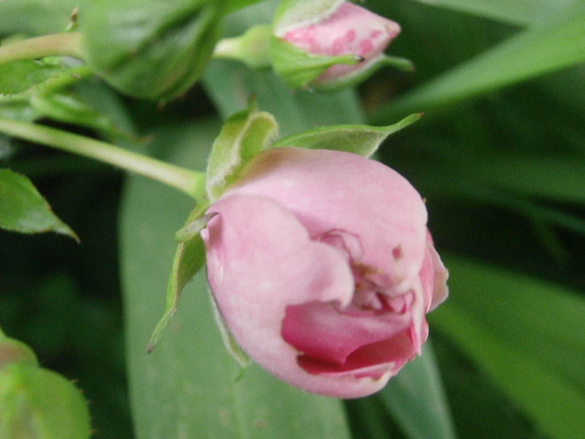 A new little pink rambling rose