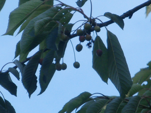 Some cherries have managed to survive