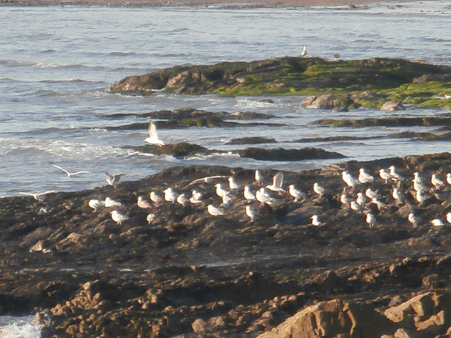A gathering of seagulls watching the sun