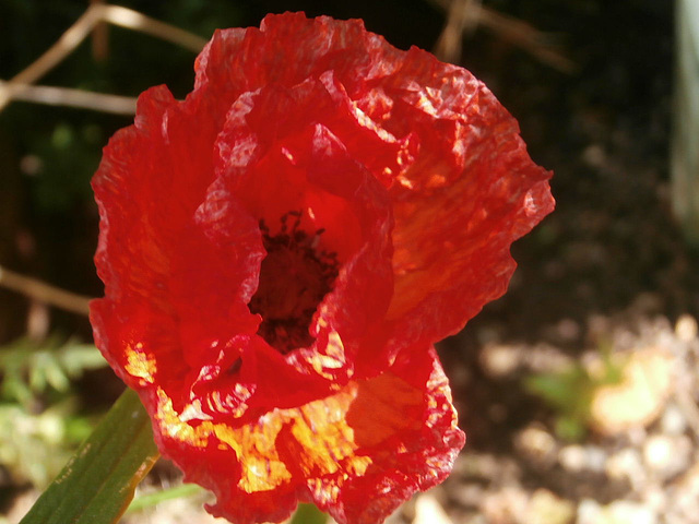 A gorgeous red poppy