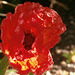 A gorgeous red poppy