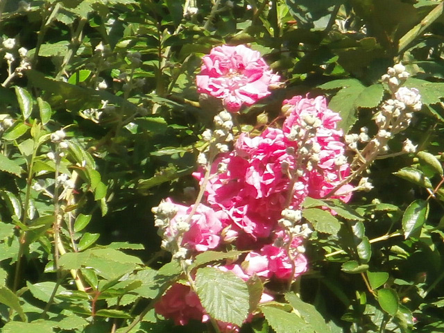 Some pink rambling roses are in the hedge