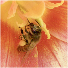 Bee in Tulip
