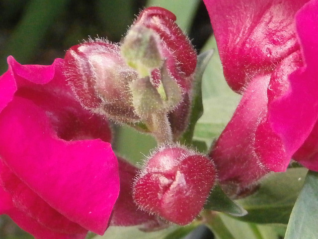 The flower of the antirrhinum - gorgeous pink
