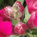 The flower of the antirrhinum - gorgeous pink