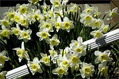 I Wait for the Daffodils all Winter