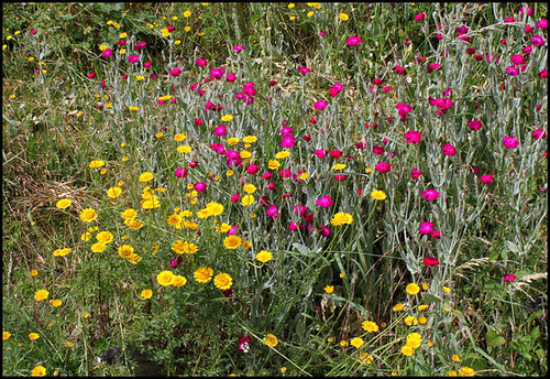 Anthemis tinctoria et Lychnis Anthemis tinctoria et Lychnis
