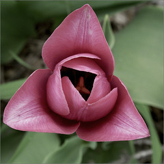 How About Another Tulip?
