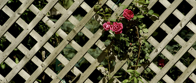 Roses on the Trellis