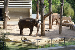 Außenanlage mit Elefanten (Wilhelma)