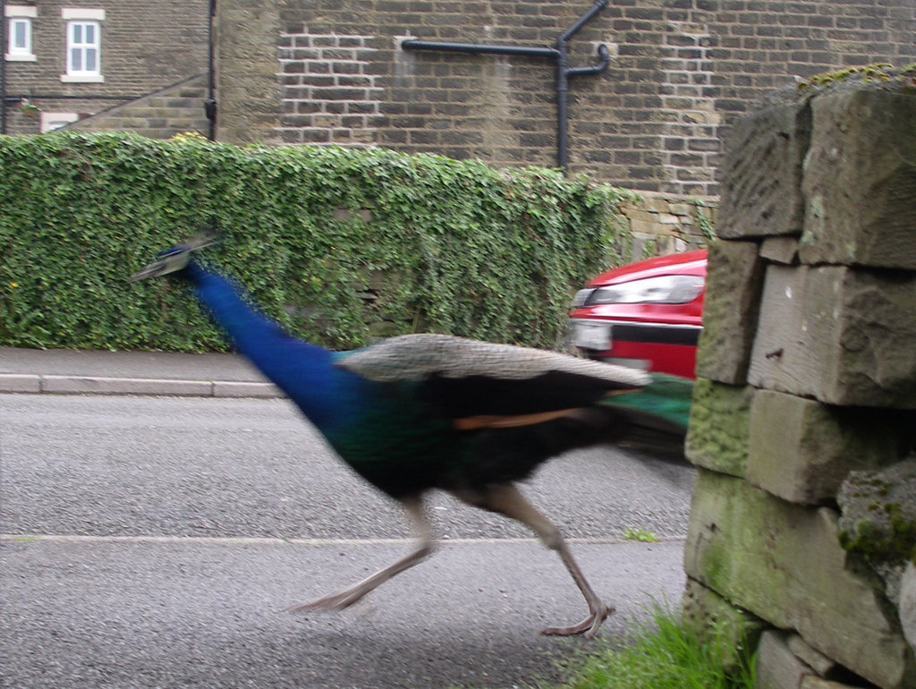 Road Runner - no - Peacock or Indian Peafowl