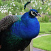 Peacock - Indian Peafowl