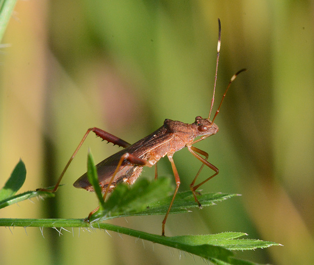 Assassin bug waits for supper