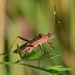 Assassin bug waits for supper