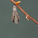 Small Tortoiseshell (Aglais urticae) butterfly pupa hatching