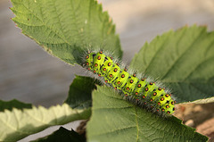 Patio Life: Ernie the Emperor Moth Caterpillar