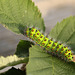 Patio Life: Ernie the Emperor Moth Caterpillar