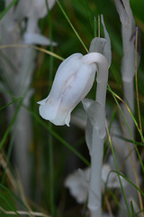 An Indian pipe plant