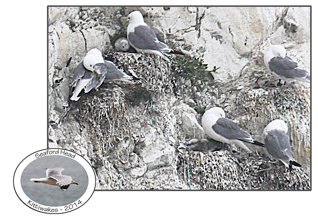 Seaford Head Kittiwakes 2014 - with visible chicks - 19.6.2014