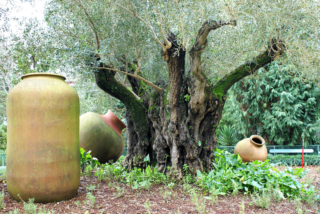 Madeira. Monte. Ein uralter Ölbaum und Amphoren, die auf seine Ergebnisse warten... ©UdoSm