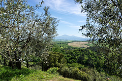 Near Castelmuzio