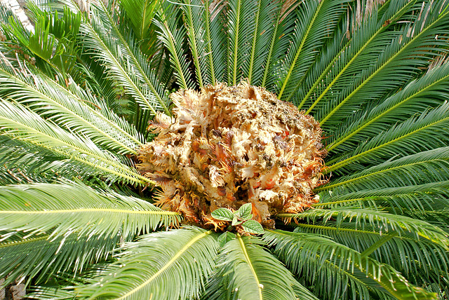 Palmfarn. Blütenstand. ©UdoSm