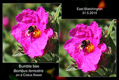Bombus terrestris on Cistus - East Blatchington - 31.5.2014