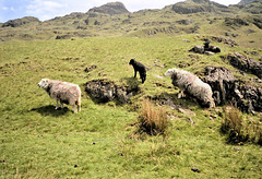 Cumbria - sheep on the fell