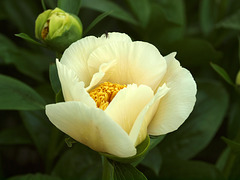 the peonies have opened!