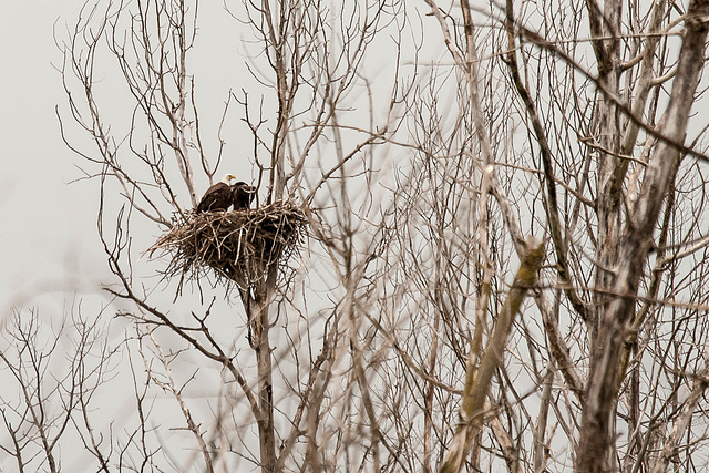 Bald Eagle nest.