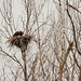Bald Eagle nest.