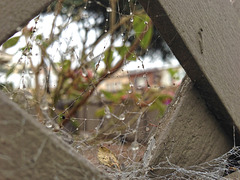 Old Spiderwebs