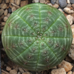 Euphorbia obesa - Aussaat Januar 2014