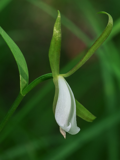 Cleistesiopsis bifaria (Small Spreading Pogonia orchid)