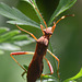 Assassin bug from above