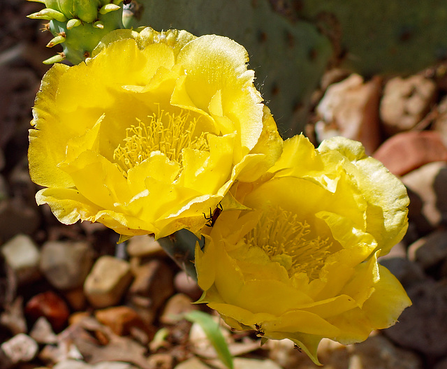 Yellow Cactus flower with Leaf Foot nymphs