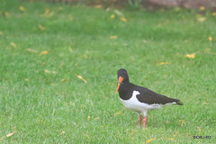 The Oyster Catchers are back to raise a new family  for the fourteenth year running